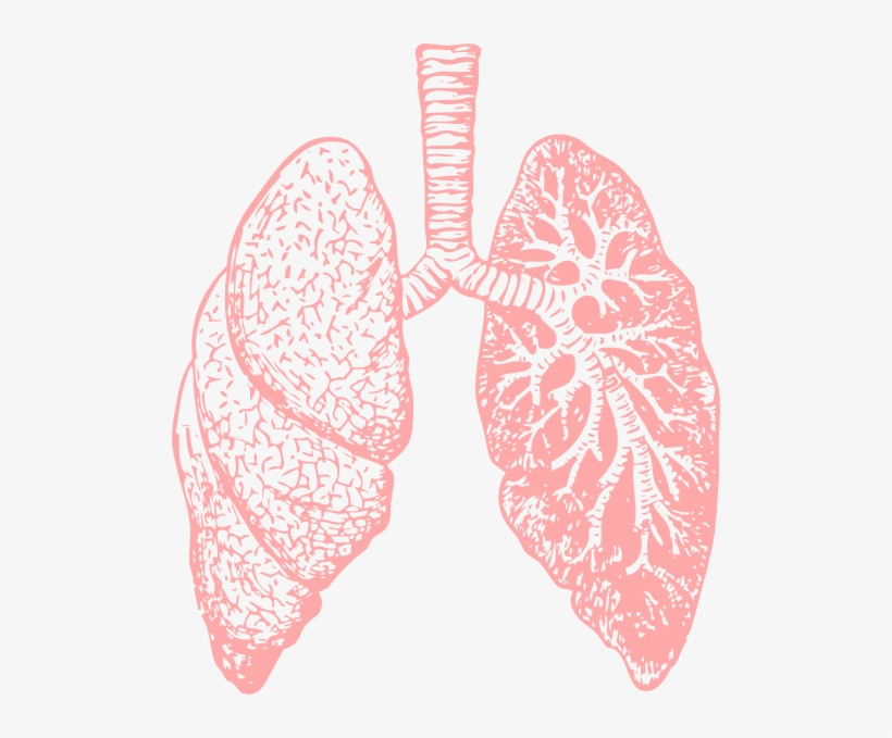 Lungs Png Pic - Dealing With Bronchitis: Overcoming Bronchitis And, transparent png