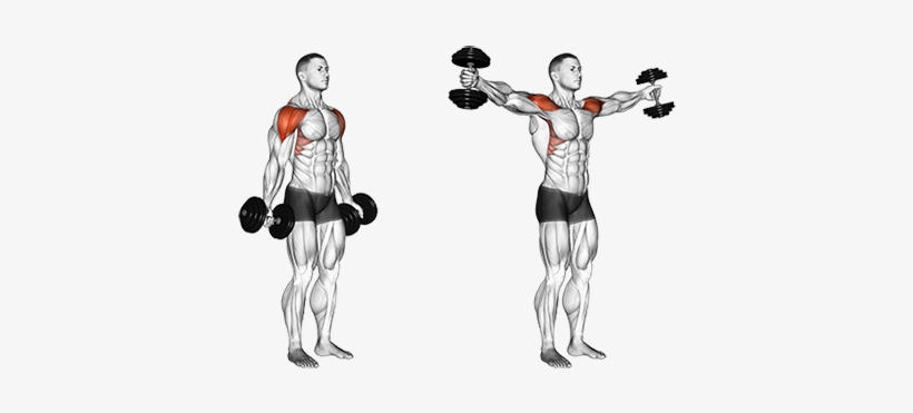 Dumbbell Scaption Rutinas Gimnasio, Mancuernas, Ejercicios - Dumbbell Scaption, transparent png