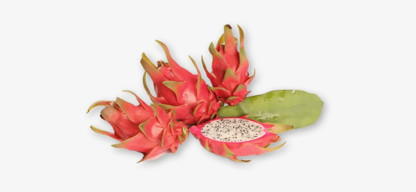 Auglis Puka Stasts - Dragon Fruit Plant, transparent png