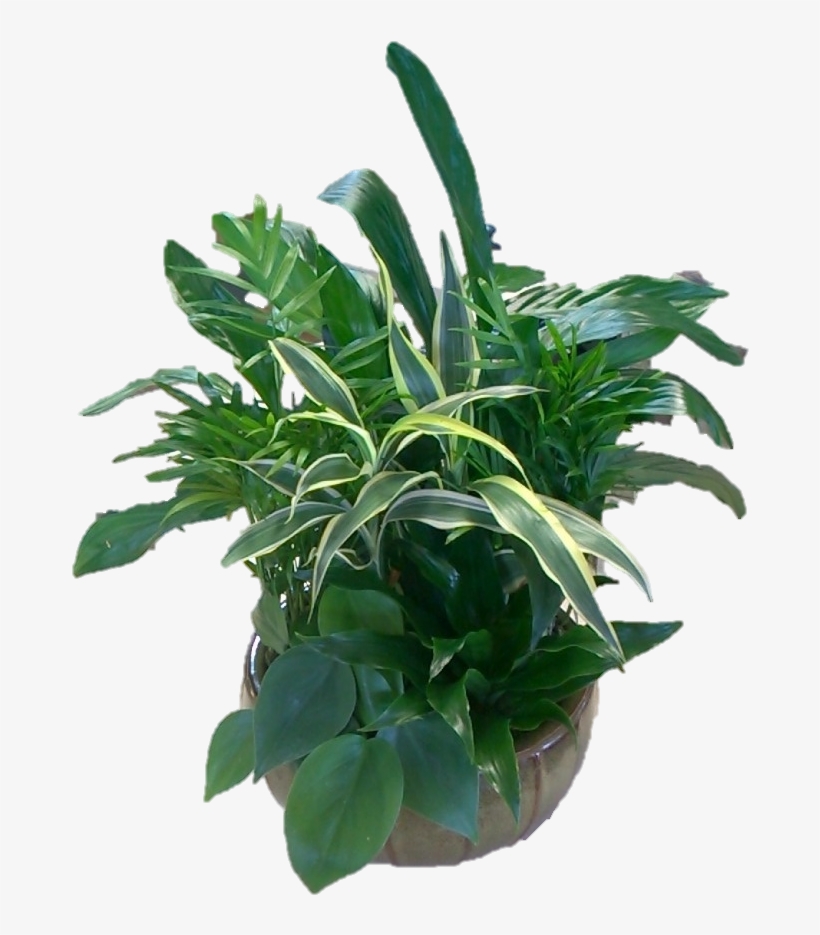 Desk Garden - Flowerpot, transparent png