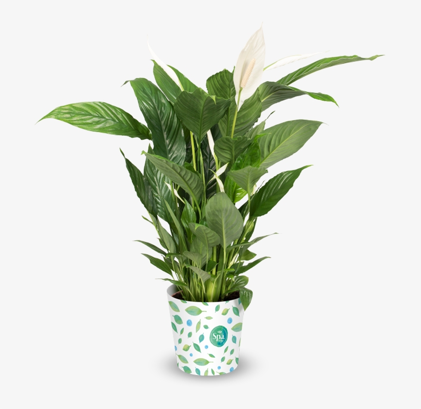 Robust Plant - Lucky Bamboo Hd, transparent png