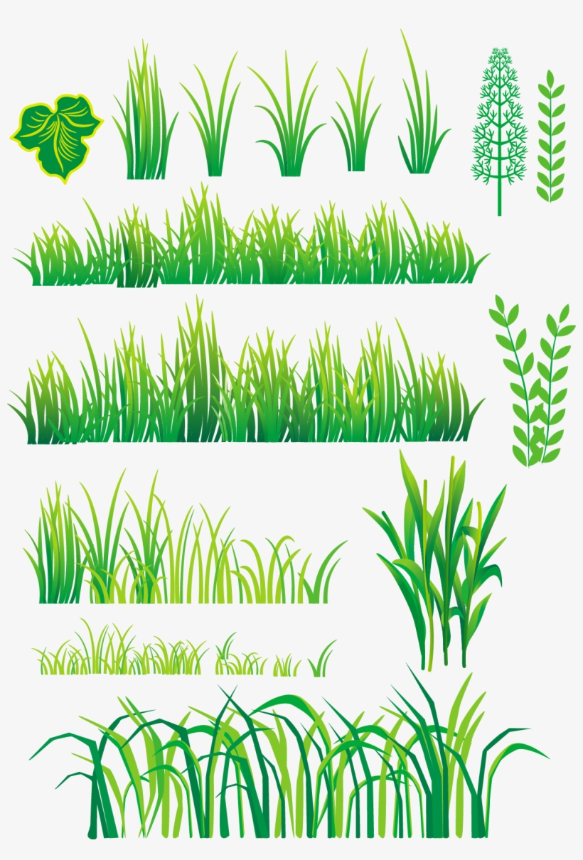 Bamboo And Grass Plant Vector - Vector Plants, transparent png