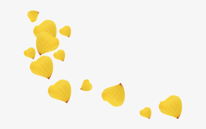 Scrap De Pétalos De Flores - Petal, transparent png