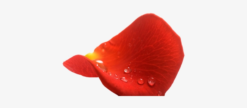 Pétalos De Rosas Rojas Con Fondo Transparente - Rosas Con Fondo Transparente, transparent png