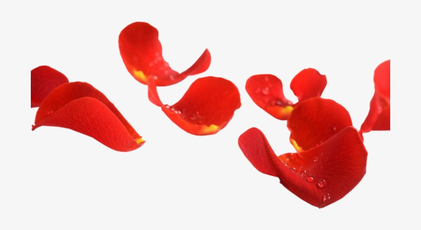 Imágenes Para Photoscape, Photoshop Y Gimp De Flores - Лепестки Роз На Прозрачном Фоне, transparent png