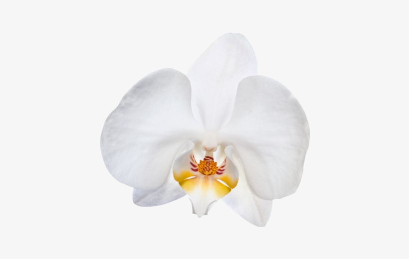 V Pétalos De Orquídea - Phalaenopsis Sanderiana, transparent png