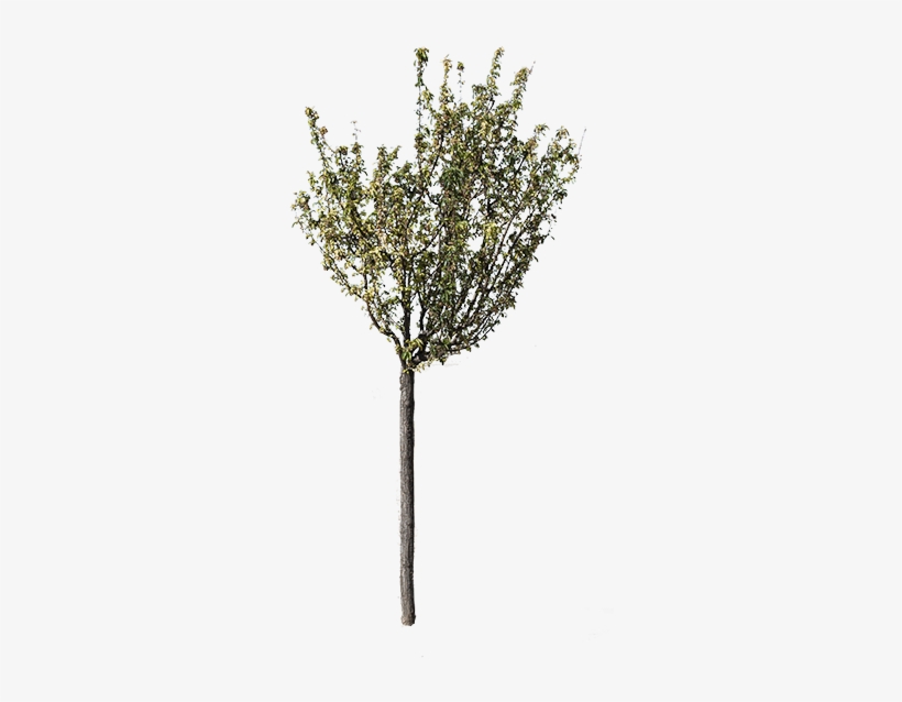 Arrevol Tutorial Recortar Con Varita Mágica 3 - Gum Trees, transparent png