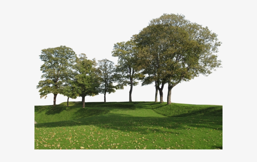 Big Trees Group - Back Ground Tree Png, transparent png