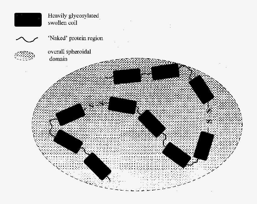 Linear Random Coil Model For Pig Colonic Mucin - Circle, transparent png