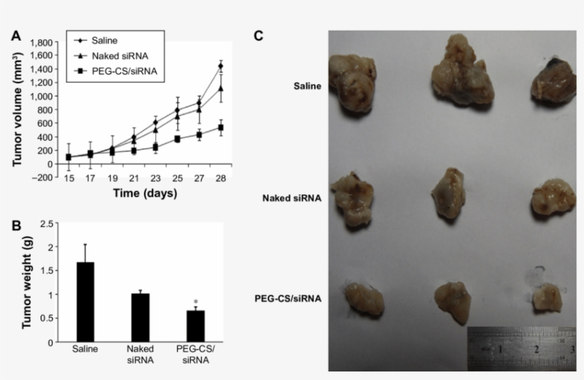 In Vivo Antitumor Effect On 4tl-bearing Breast Cancer - Breast Cancer, transparent png
