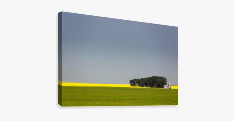 A Flowering Canola Field In The Distance Framed By - Field, transparent png