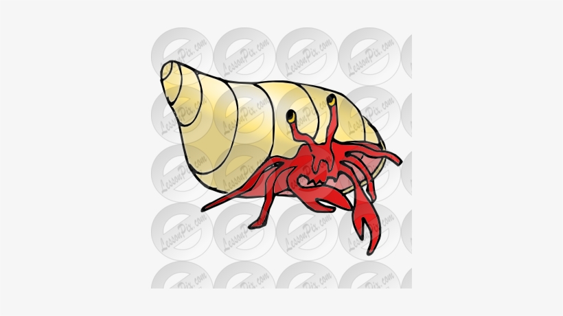 Hermit Crab Clipart Lobster - Hermit Crab, transparent png