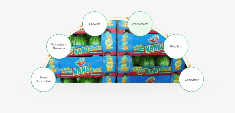 Origene Seeds Lead To A Significant Contribution For - Cartoon, transparent png