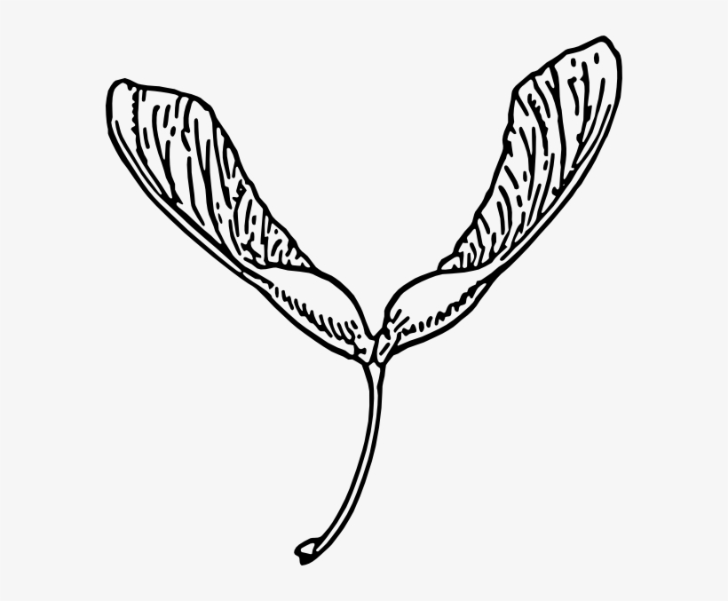 Clip Arts Related To - Maple Seed Clip Art, transparent png