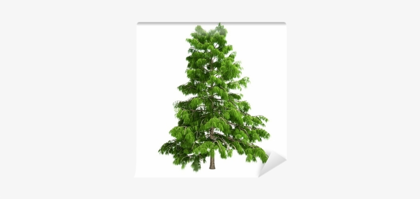 Cedar Tree, transparent png
