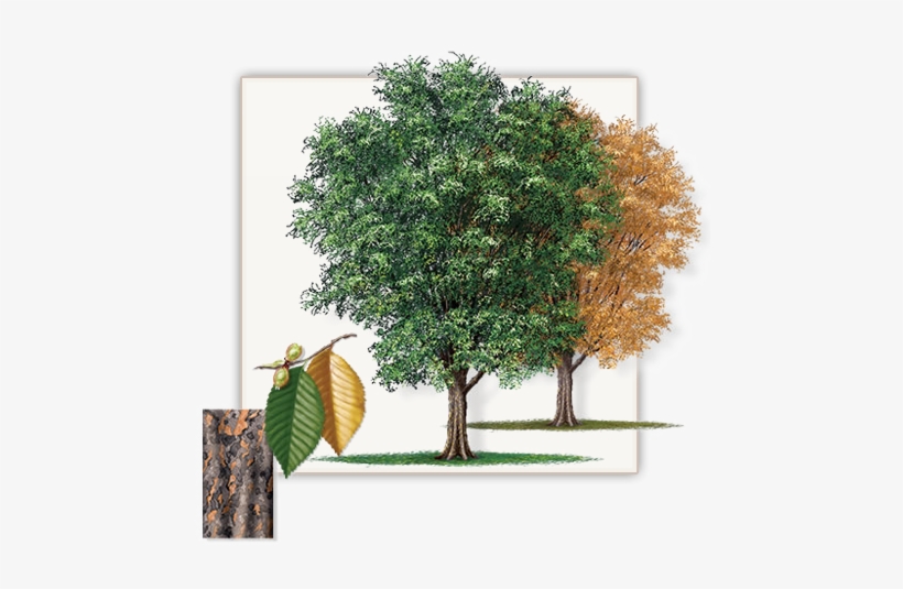 Pretty Pictures Of Cedar Trees Lace Bark Elm Tree Dallas - Lacebark Elm Tree, transparent png