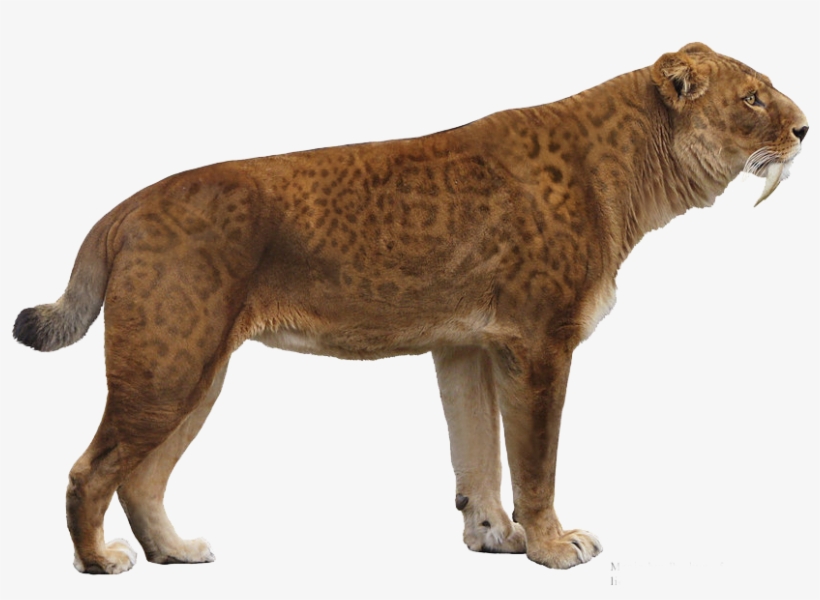 First Things First, Although Smilodon Is Referred To - Transparent Saber Tooth Tiger, transparent png