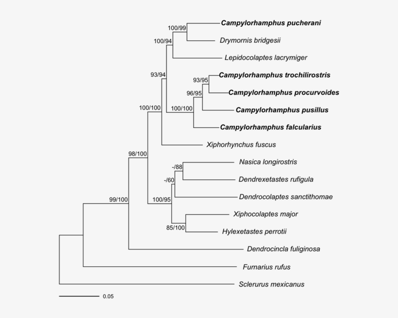 Drymofig - Diagram, transparent png