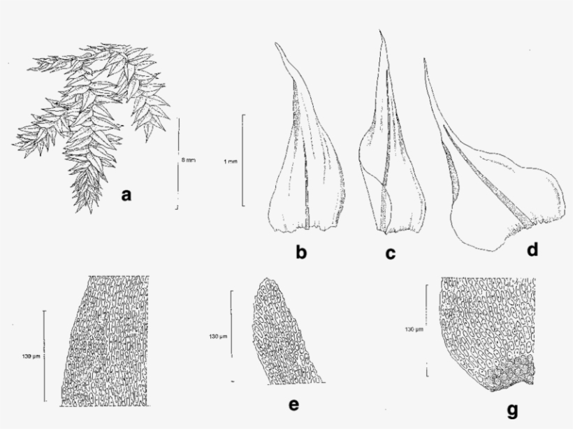 Aerobryopsis Cochlearifolia Dix - Drawing, transparent png