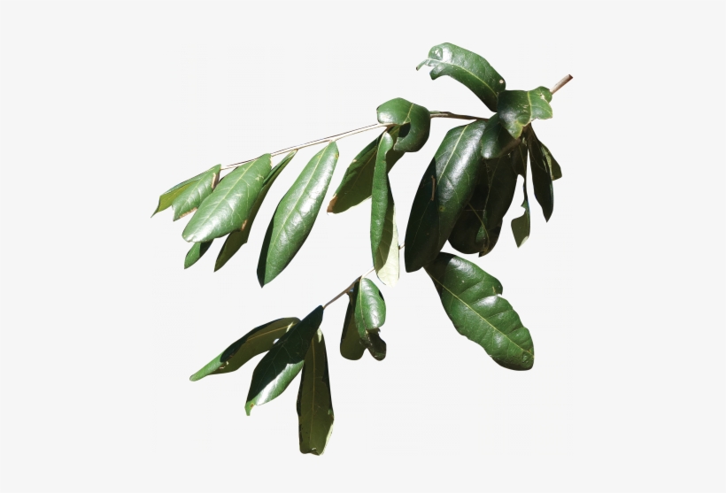 Russian Olive, transparent png