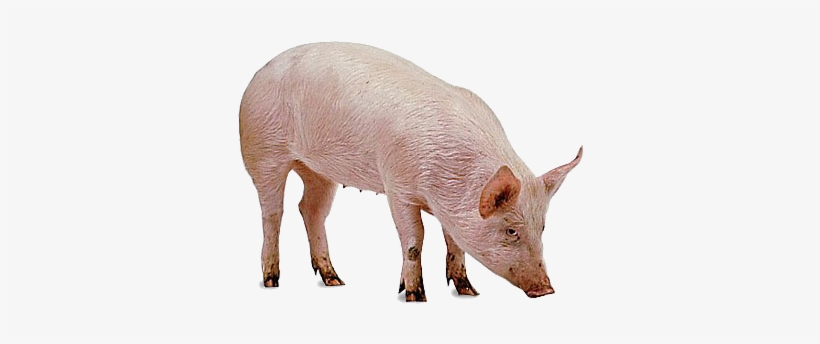 Pig Png Free Pictures Pig Png - Animaux De La Ferme Png, transparent png
