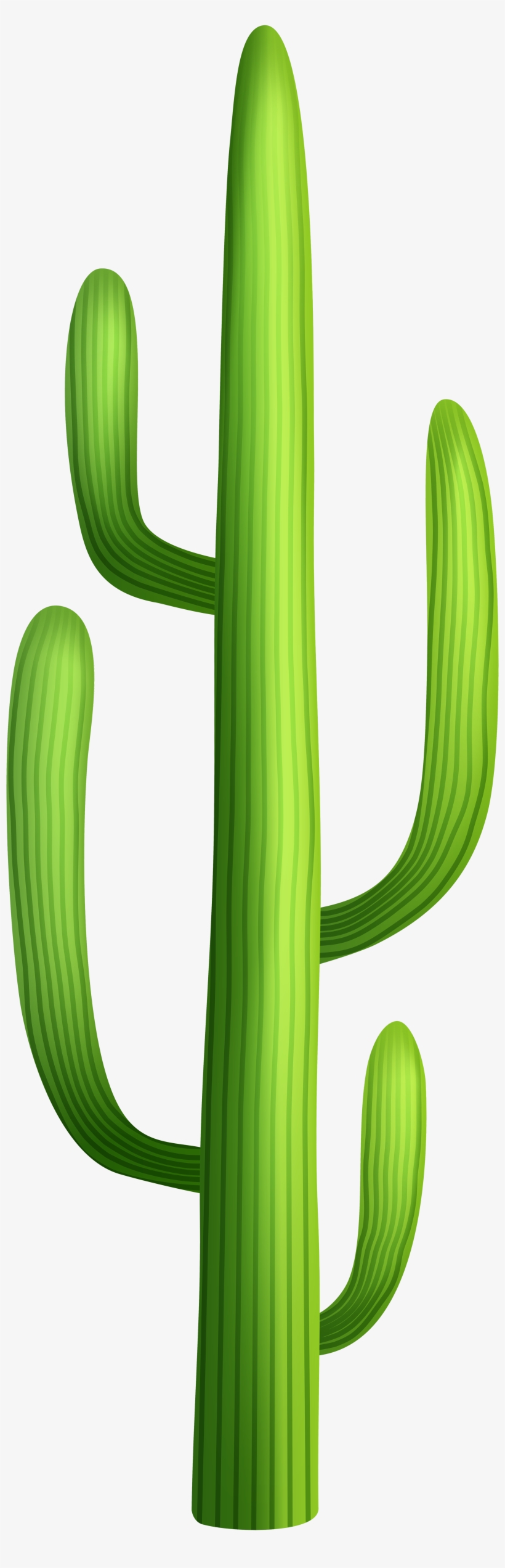 Cactus Clipart Transparent, transparent png