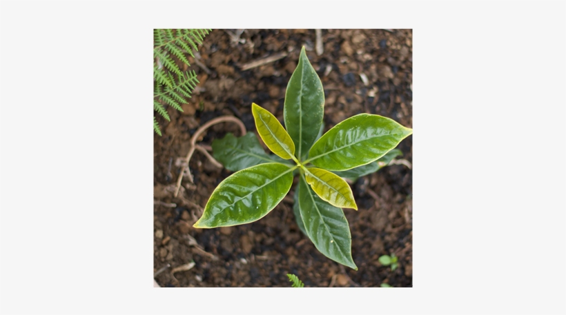 Peru Ecologica - Peru, transparent png