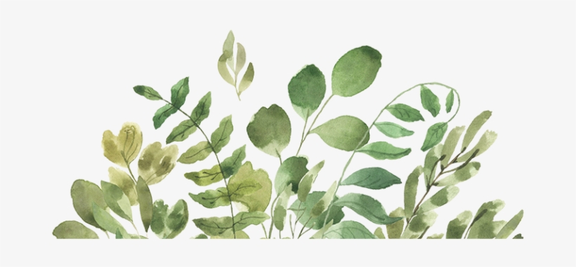 A Love Story Of Cotton - Floral Watercolor Flower Borders, transparent png