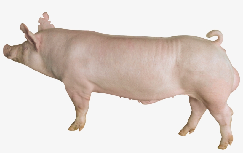 Yorkshire Wym-325 - Yorkshire Pig, transparent png