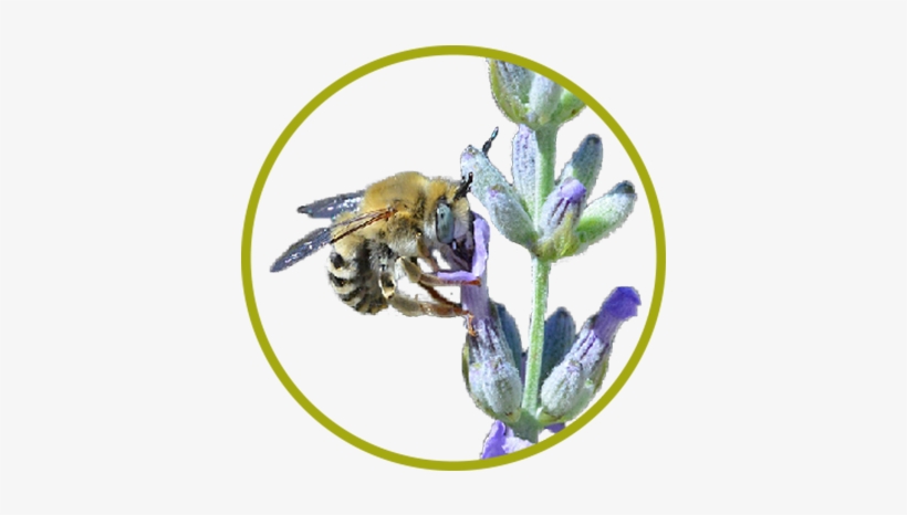 Digger Bee, Anthophora Spp - Megachilidae, transparent png