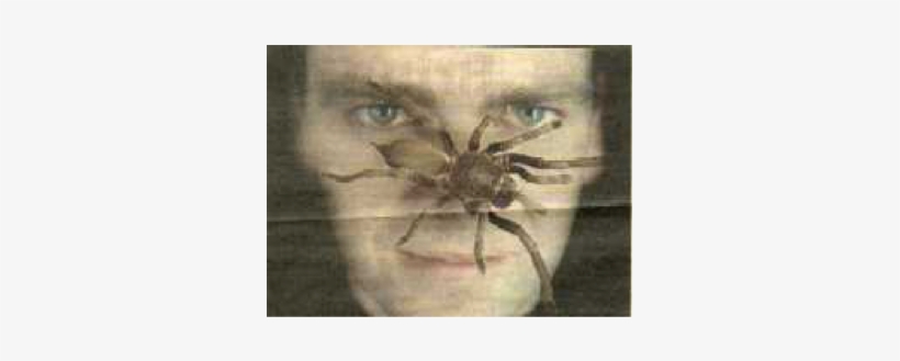 Bird Eating Spider - Goliath Birdeater, transparent png