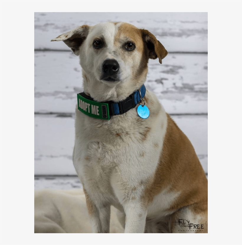 Adult Rate - Companion Dog, transparent png