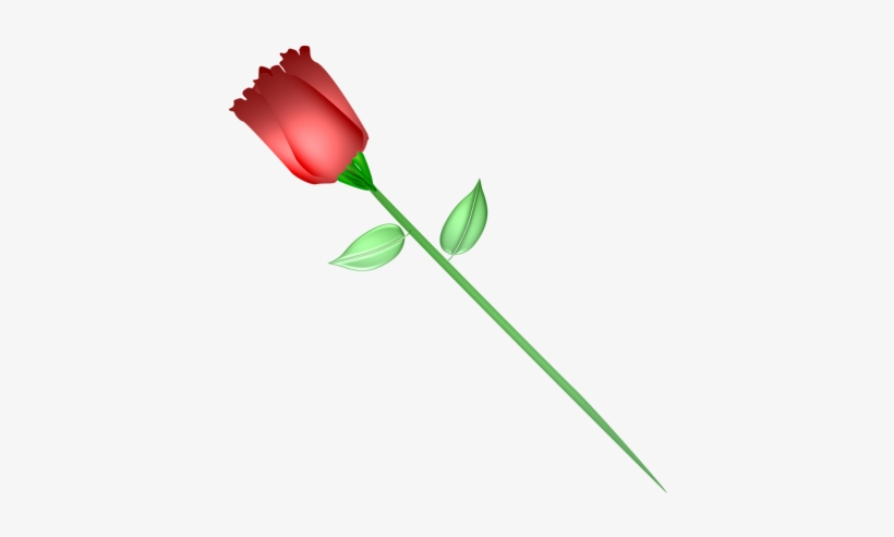 Rose,red,flower,red - Romance, transparent png