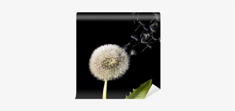 Blowball And Flying Dandelion Seeds Wall Mural • Pixers® - Dandelion Seeds, transparent png