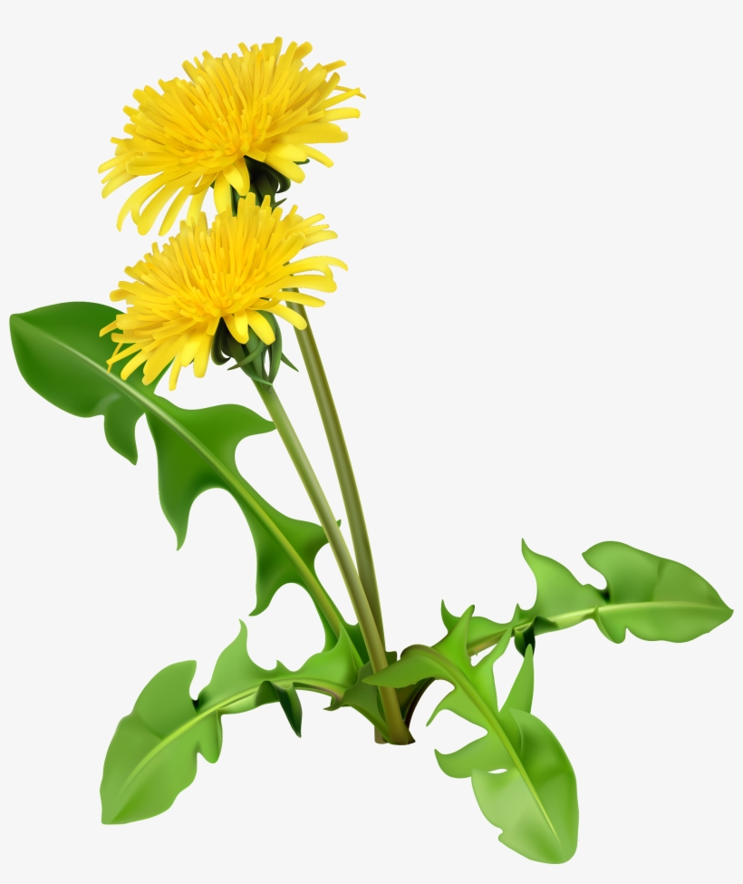 Common Dandelion Dandelion Coffee Flower Seed - Dandelion Plant, transparent png