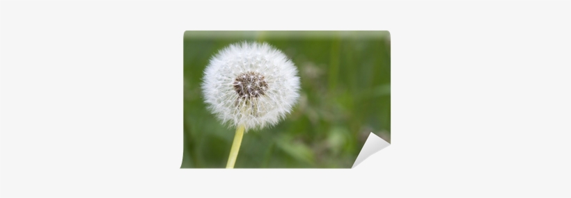 Seed, transparent png