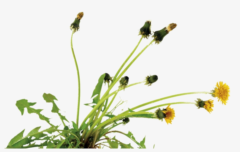 Dandelion New Pic - Royalty Payment, transparent png