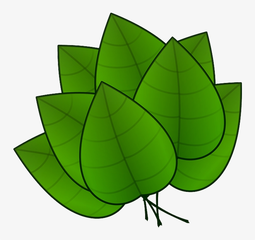 Folha Em Png - Parts Of Plants Leaves, transparent png