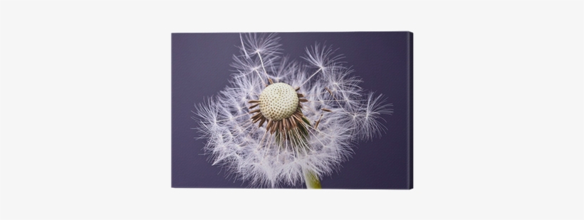 Dandelion, transparent png