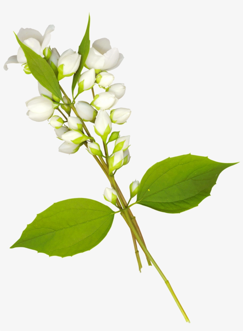 Folhas Em Png - Marcos Circulares Con Flores Para Fotos Png, transparent png