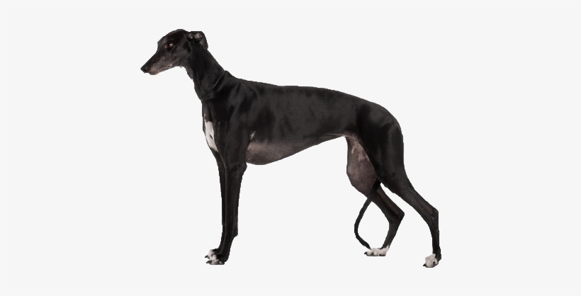 Beds, Collars And Accessories - Black Dogs Long Legs, transparent png