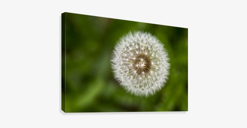 Extreme Close Up Looking Down On The Plant Of A Dandelion - Posterazzi Extreme Close Up Looking Down, transparent png