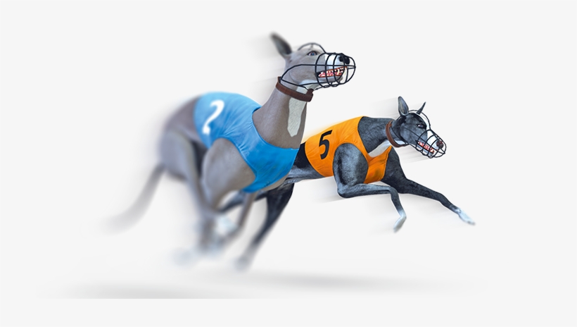 Virtual Greyhound Raceslearn More - Virtual Greyhound, transparent png