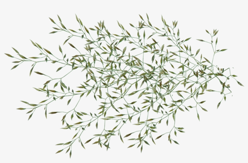 Grass, Seed, Weed, Plant, Garden, Nature - Garden, transparent png