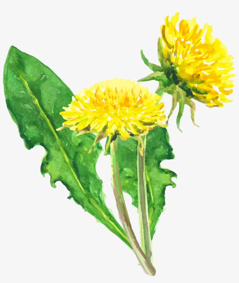 Dandelion1 - Dandelion, transparent png