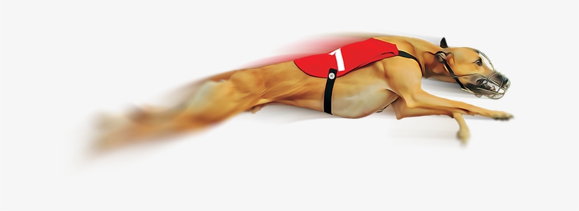 Greyhound Raceslearn More - Greyhound Dog Race Png, transparent png