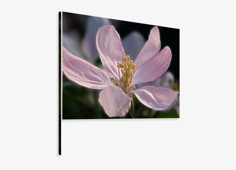 Apple Blossom In Our Garden - Artist, transparent png