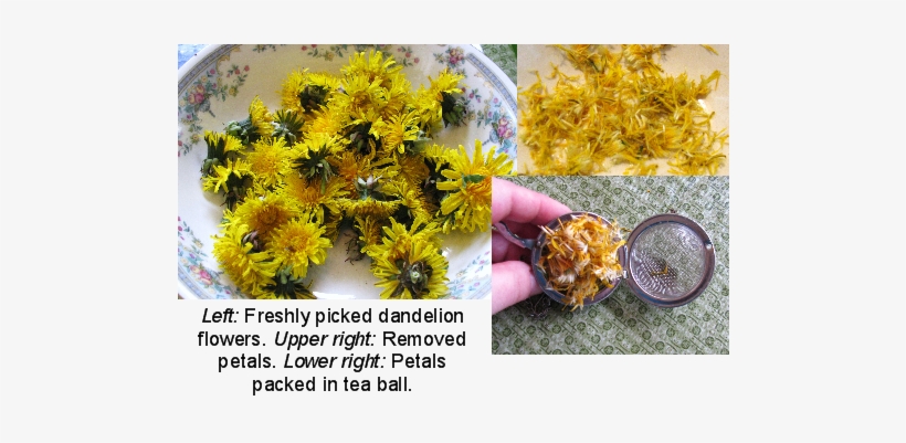 I Find This Tea Almost Tasteless, Which Is Probably - Dandelion Flower Tea, transparent png