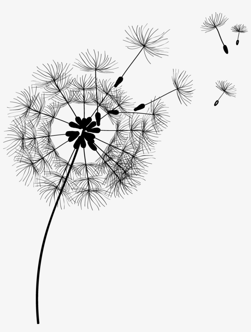 Dandelion, transparent png