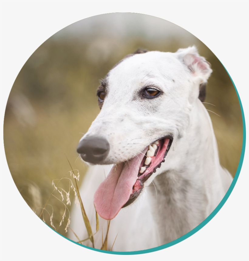 Greyhound - Dog, transparent png